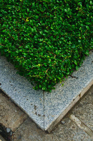 Tropical Garden-Garden bush in groundの写真素材