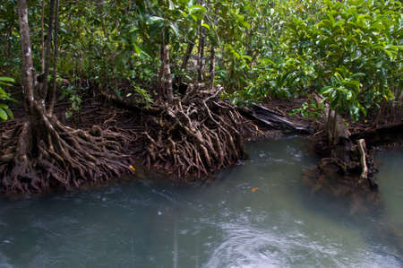 " Pa Phru Tha Pom Klong Song Nam " Nature Trail. Krabi Province of Thailand.の写真素材