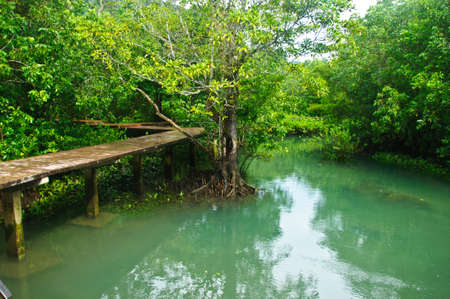 Khlong Song Nam clear tropical stream, Krabi Province of Thailand.の写真素材