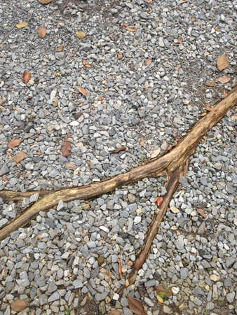 Stone and root の素材