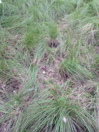 Grass fieldの素材