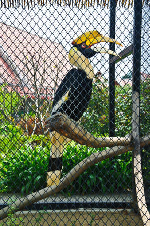 great pied hornbill  inside a cageの写真素材