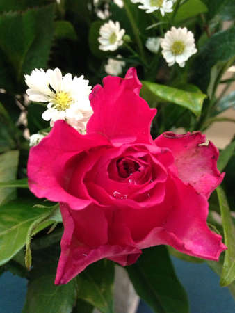 Red rose の素材