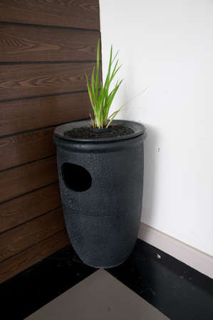 Green seedling growing in pot for decorationの写真素材