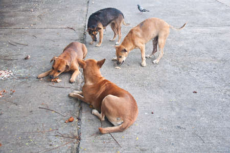 Dirty female dog eating his foodの写真素材