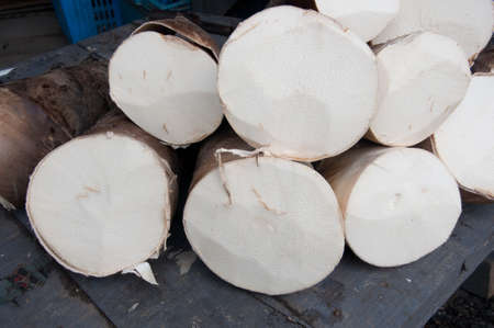 The big raw bamboo shoot is a kind of Thai foodの写真素材