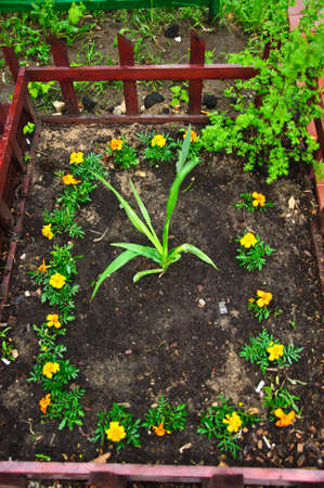 a photo of flower in gardenの写真素材
