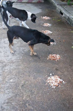 Dirty female dog  eating dog food on the roadの写真素材