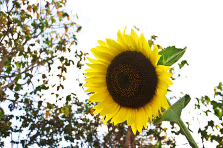field of blooming sunflowersの写真素材