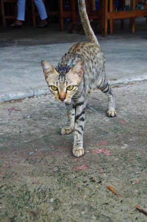 Thai cute grey cat  angryの写真素材