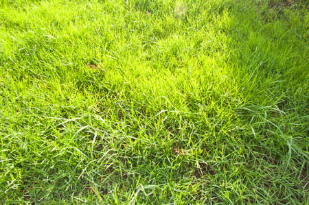 Background with fresh green grassの写真素材