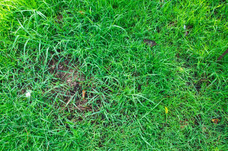 natural grass texture from garden in high angle viewの写真素材