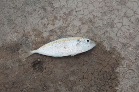 The yellow stripe trevally fish on the texture of the concreteの写真素材
