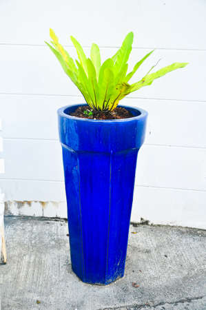 houseplant in pot tropical plantの写真素材