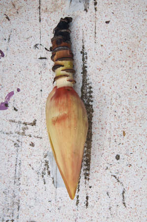 blossom of the banana treeの写真素材