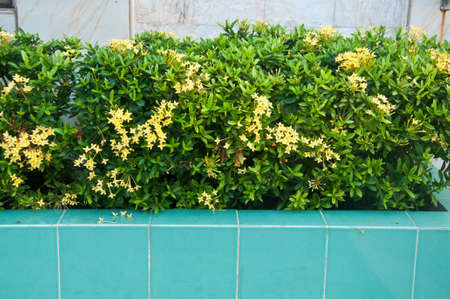 Yellow Ixoras flowers in gardenの写真素材