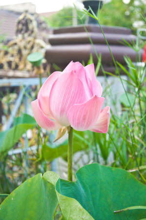 Pink lotus flower in the pondの写真素材