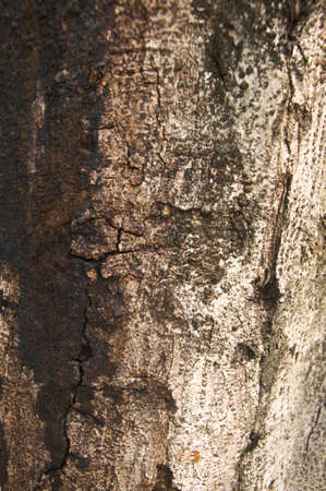 Nice tree bark textureの写真素材