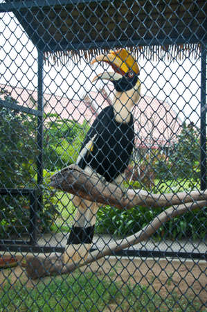 great pied hornbill  inside a cageの写真素材