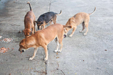 A lot of stray dogs eat feedの写真素材
