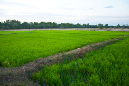 It is the farm of rice that can be generally seen in the rural area in Thailand.の写真素材
