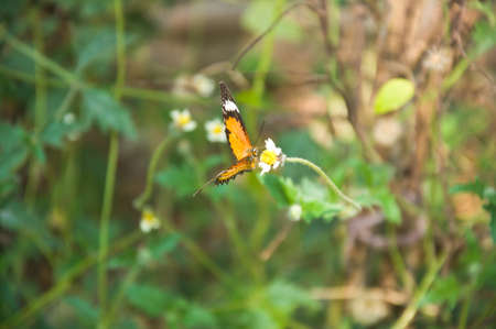 yellow  butterfly fly in morning natureの写真素材