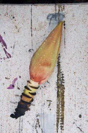 blossom of the banana treeの写真素材