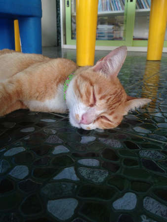 Catの素材