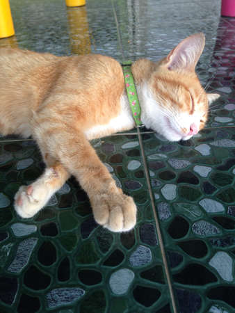 Catの素材