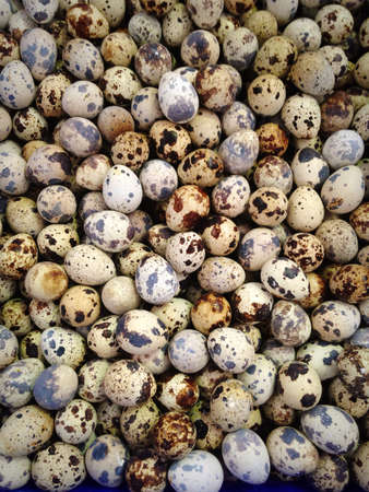 Quail eggの素材