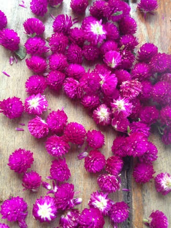 Globe amaranth flowerの素材