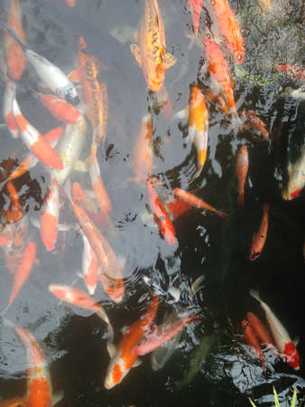 Carps swimming in the pondの素材