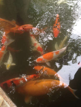 Carps swimming in the pondの素材