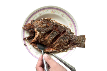 eating crisp fried Tilapia fishの写真素材