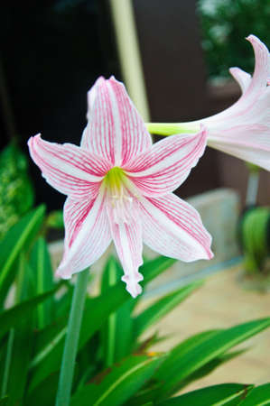 Beautiful Flowers Wan-See-Tit, Hippeastrum johnsonii Bury (Amaryllidaceae)の写真素材