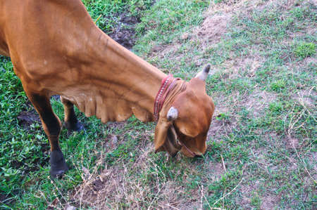 a cow is eating grass on a meadowの写真素材