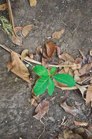Growing young plant from dry leves