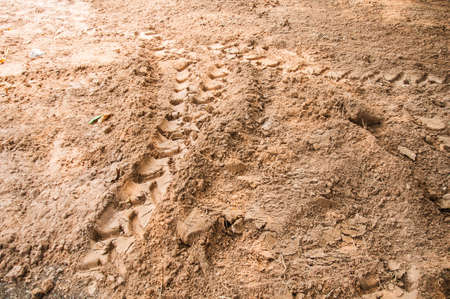 The trace of a tyre in the sandの写真素材