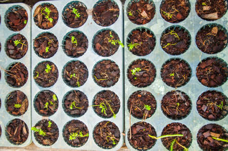 Seedlings of herbs and vegetables growingの写真素材