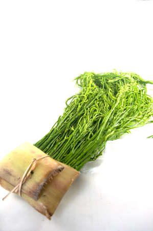 Acacia pennata isolated on white backgroundの写真素材