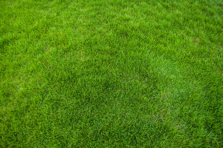 Background of a green grass,nature textureの写真素材