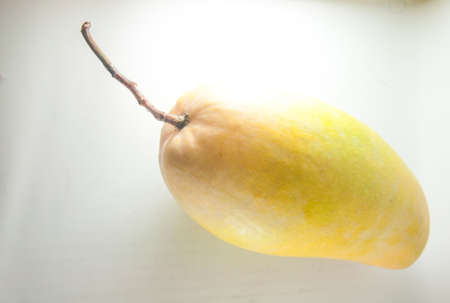 Fruit of Mango cultivars Nam Dok Mai See Thongの写真素材
