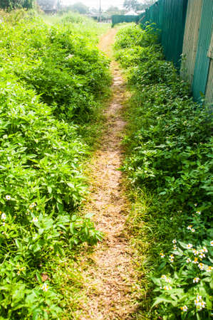 pathway into garden during day timeの写真素材