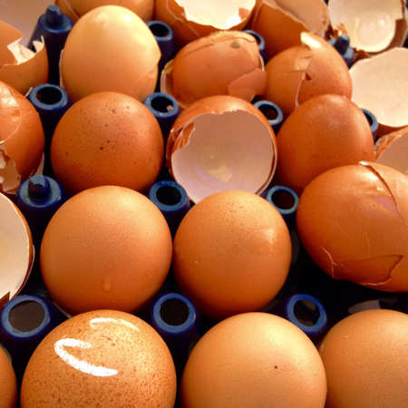Broken egg in the packageの素材