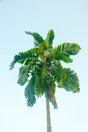 palm trees on blue skyの写真素材