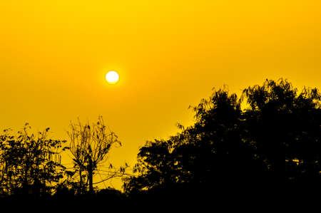 silhouette trees and sunset baclgroundの写真素材