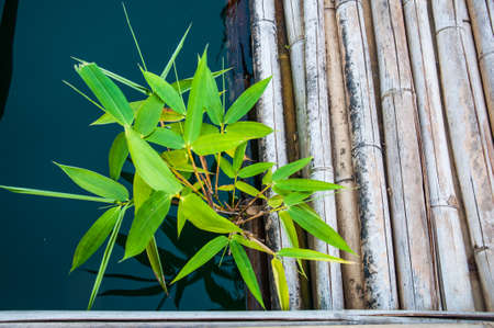 young green plant on waterの写真素材