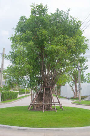 big tree in the gardenの写真素材