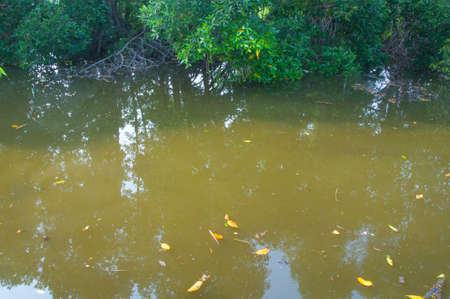 small canal in Thai country, Thailandの写真素材
