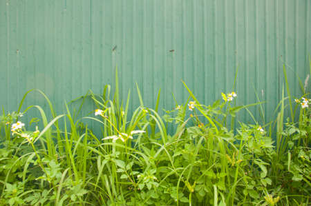 green leaf on zinc backgroundの写真素材